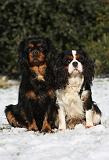CAVALIER KING CHARLES 540